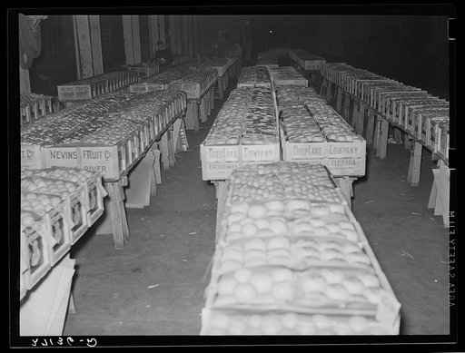 Oranges at produce market. Pier 29, New York City
