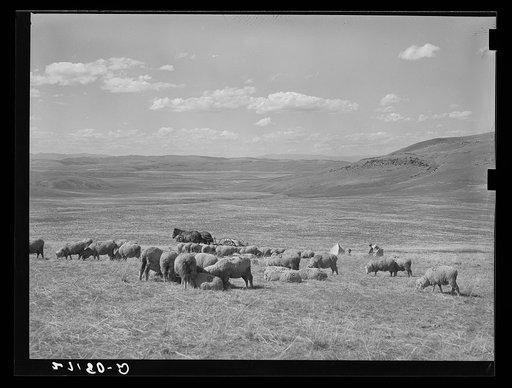 Untitled photo, possibly related to: Sheepherders and lambing tents. Madison County, Montana