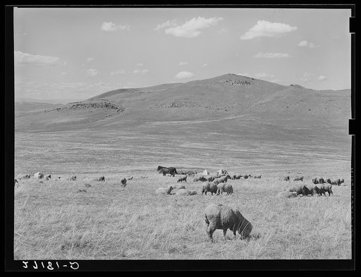 Untitled photo, possibly related to: Sheepherders and lambing tents. Madison County, Montana