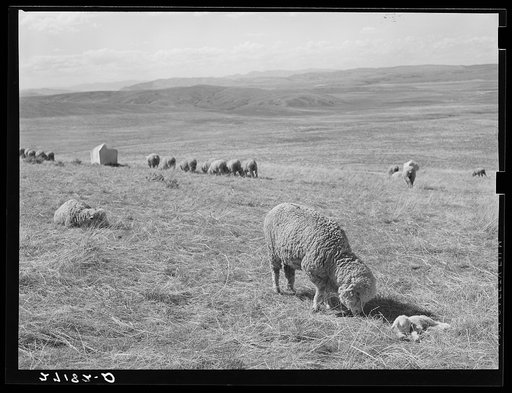 Untitled photo, possibly related to: Sheepherders and lambing tents. Madison County, Montana
