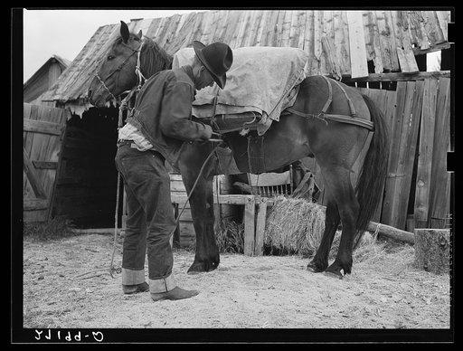 Packing a horse. Bozeman, Montana