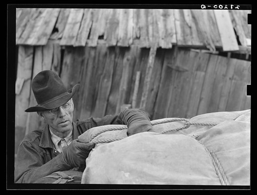 Using a diamond hitch in packing a horse. Bozeman, Montana