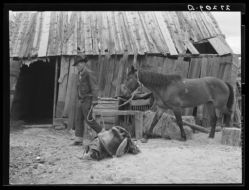 Walter Latta bringing horse in to be saddled. Bozeman, Montana