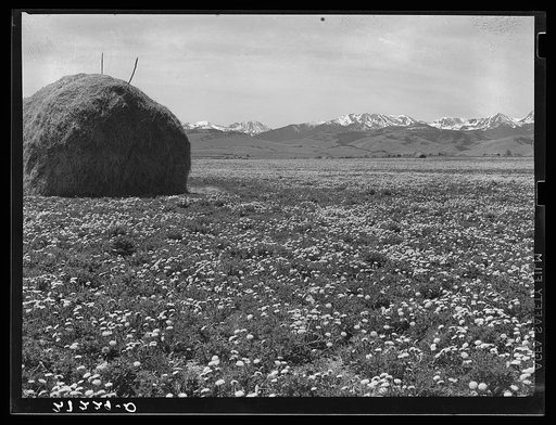 Mountain meadows. Madison County, Montana