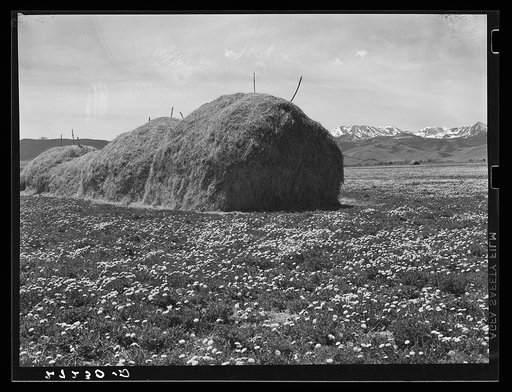 Mountain meadows. Madison County, Montana