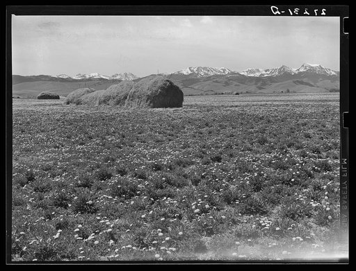 Mountain meadows. Madison County, Montana