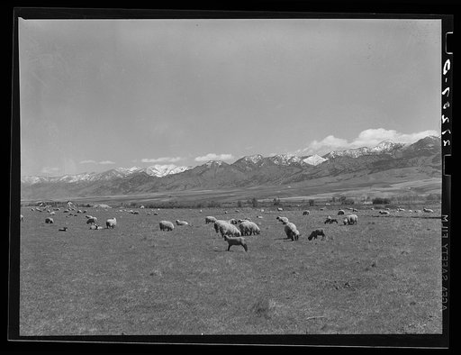 Sheep grazing at the foot of the Bridger Mountains. Gallatin County, Montana