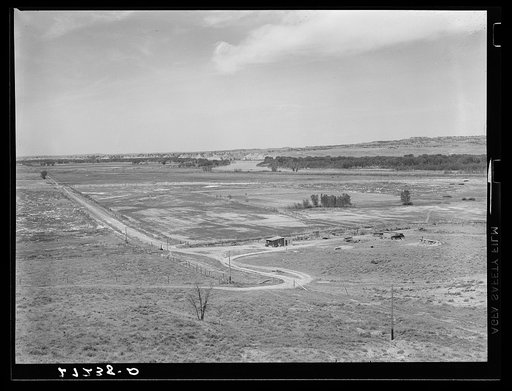 Irrigated sugar beet fields along Yellowstone River. Note grasshopper damage. Rosebud County, Montana