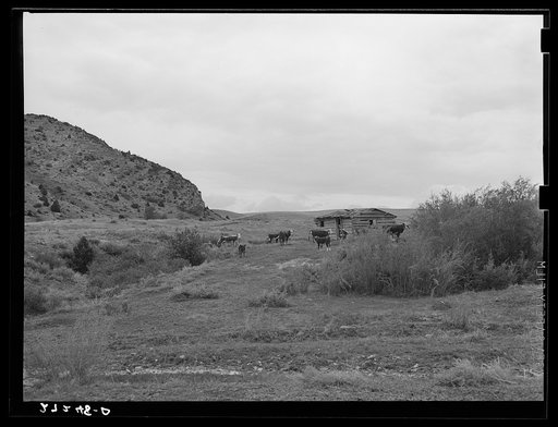 Cattle grazing on abandoned homestead. Madison County, Montana