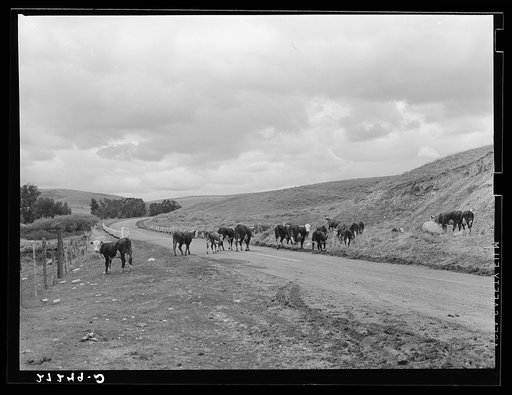 Cattle crossing highway. Madison County, Montana