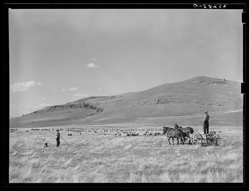 Sheepherders following ewes with lambing tents on wagon. Madison County, Montana