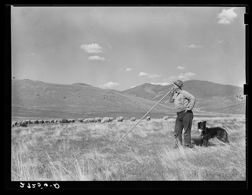 A sheepherder watching his flocks. Madison County, Montana