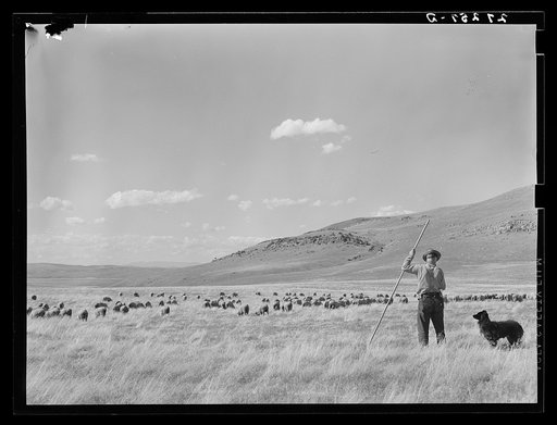 Untitled photo, possibly related to: A sheepherder watching his flocks. Madison County, Montana