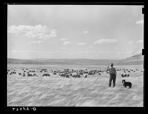A sheepherder watching his flocks. Madison County, Montana