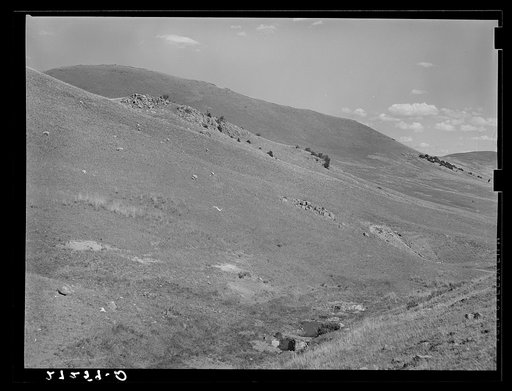 Sheep grazing on higher range. Madison County, Montana