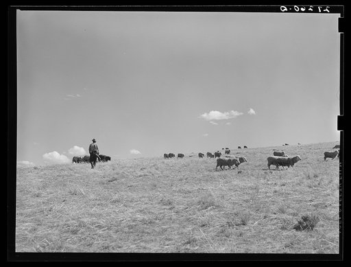 Untitled photo, possibly related to: A sheepherder watching his flocks. Madison County, Montana