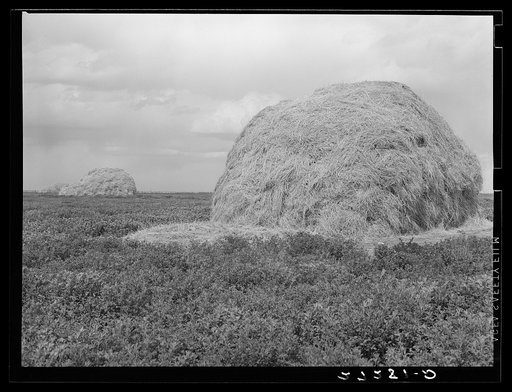 Alfalfa field. Fairfield Bench Farms, Montana