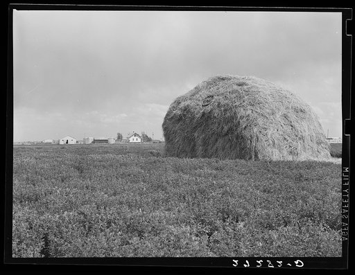 Alfalfa field with farm unit in background. Fairfield Bench Farms, Montana