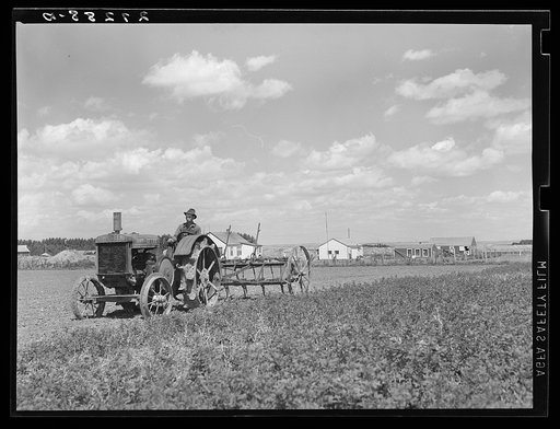 Farmer with tractor and cultivator. Fairfield Bench Farms, Montana