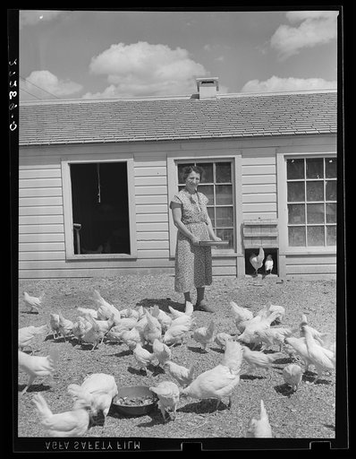 Farm wife feeding chickens at Fairfield Bench Farms, Montana