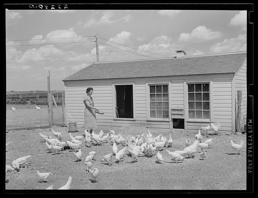 Farm wife feeding chickens at Fairfield Bench Farms, Montana
