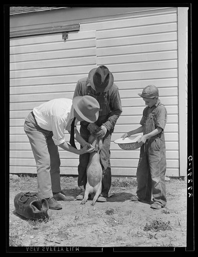 Veterinary hired by farmers' cooperative inoculating pig. Fairfield Bench Farms, Montana