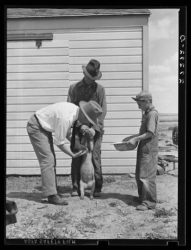 Untitled photo, possibly related to: Veterinary hired by farmers' cooperative inoculating pig. Fairfield Bench Farms, Montana