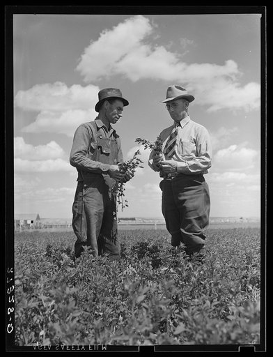 Farmer and project manager looking over field of alfalfa. Fairfield Bench Farms, Montana