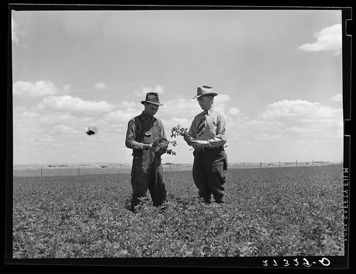 Farmer and project manager looking over field of alfalfa. Fairfield Bench Farms, Montana