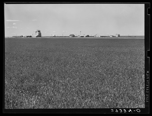 Scene on Henry Sheffels' 6,000-acre mechanized wheat farm. Cascade County, Montana