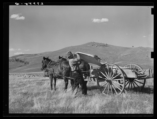 Shepherd removing lambing tent from wagon. Madison County, Montana