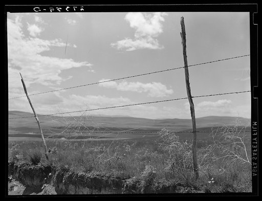 Barbed wire fence. Cascade County, Montana