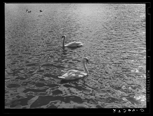 Swans at sunset. Great Falls, Montana