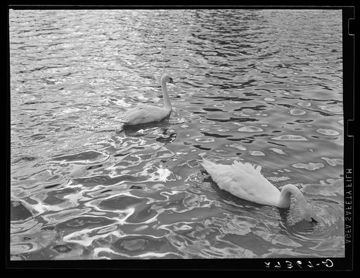 Swans at sunset. Great Falls, Montana