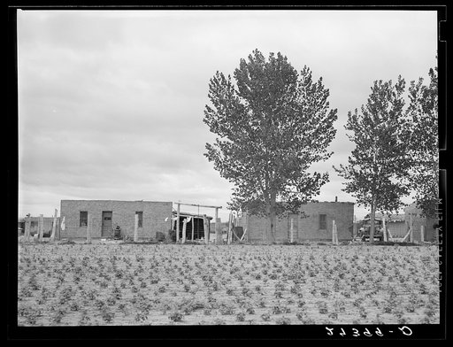 Abode houses for sugar beet workers. Hysham, Montana