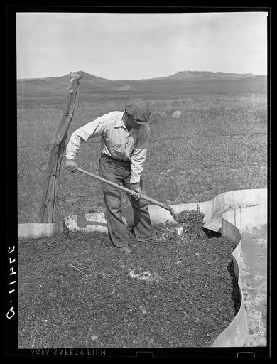Rancher cleaning a cricket trap. Big Horn County, Montana