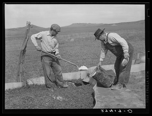 Placing poison in the cricket traps. Big Horn County, Montana