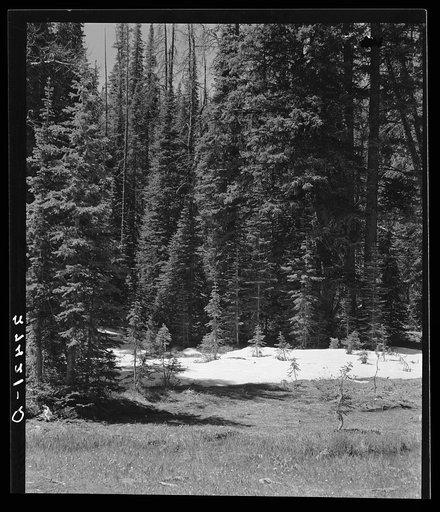 Melting snows on Skalkaho Pass. Montana