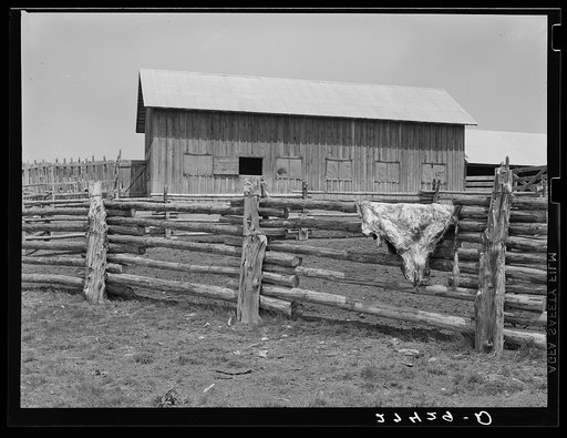 Hide on the fence. Quarter Circle 'U' Ranch, Montana