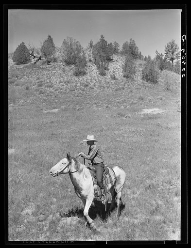 Rancher on spirited horse. Quarter Circle 'U' Ranch, Montana