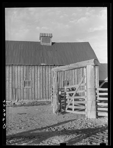 Cowhand at corral gate. Quarter Circle 'U' Ranch, Montana