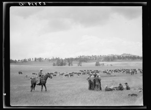 Untitled photo, possibly related to: Roundup. Three Circle ranch. Custer Forest, Montana