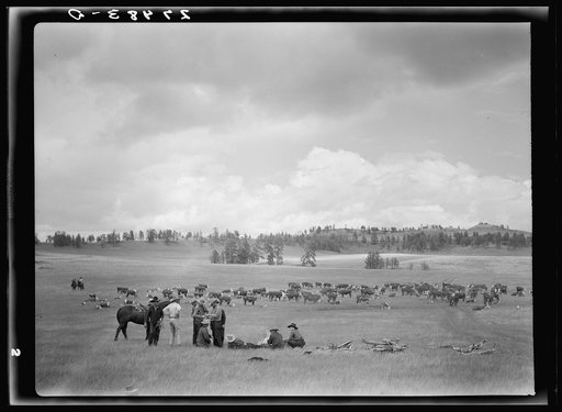 Roundup. Three Circle ranch. Custer Forest, Montana
