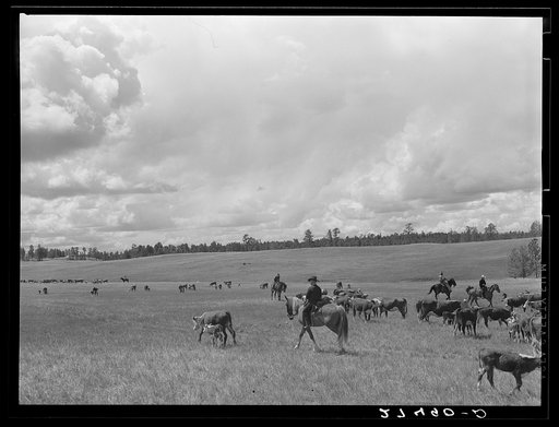 Cutting out a cow and calf from the herd. Three Circle Ranch roundup. Custer Forest, Montana