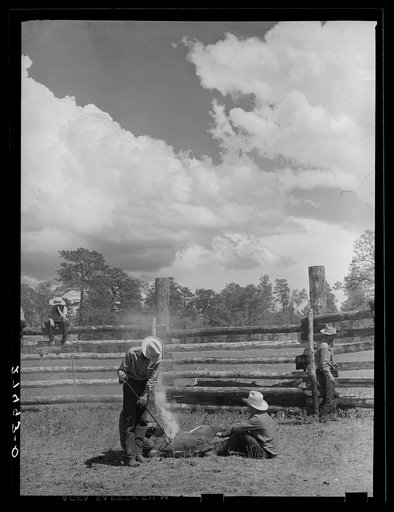 Breeding a calf. Three Circle Ranch roundup. Montana