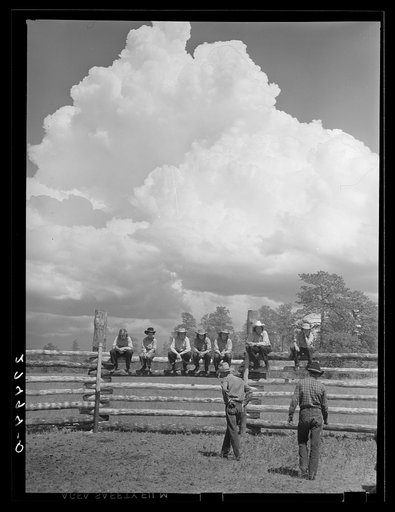 Untitled photo, possibly related to: Breeding a calf. Three Circle Ranch roundup. Montana