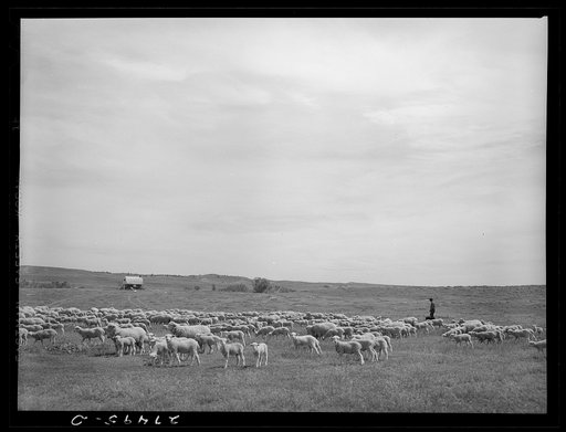 Sheepherder with his flock. Rosebud County, Montana