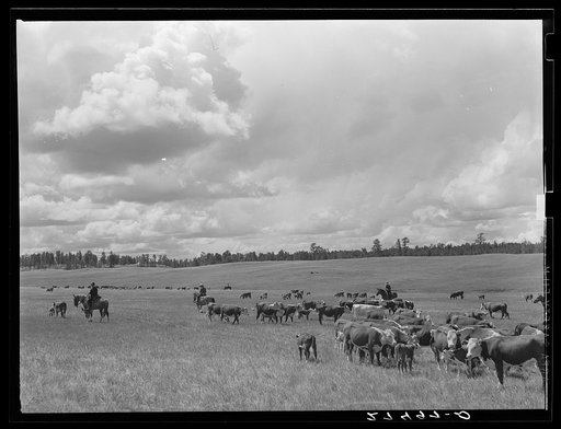 Untitled photo, possibly related to: Cutting out a cow and calf from the herd. Three Circle Ranch roundup. Custer Forest, Montana