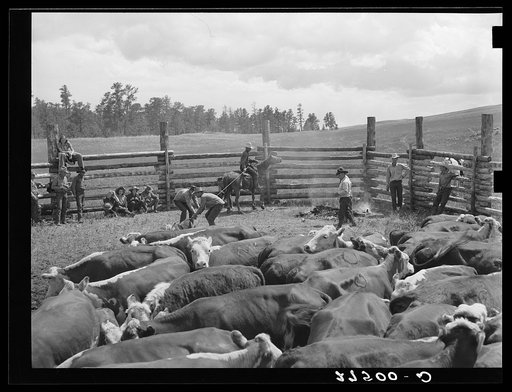 Branding in corral. Three Circle roundup. Montana