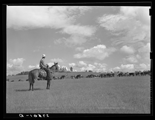 Untitled photo, possibly related to: Cowhand at Three Circle roundup. Custer Forest, Montana